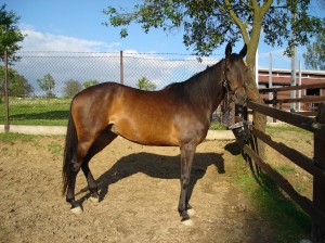 Obrazek
